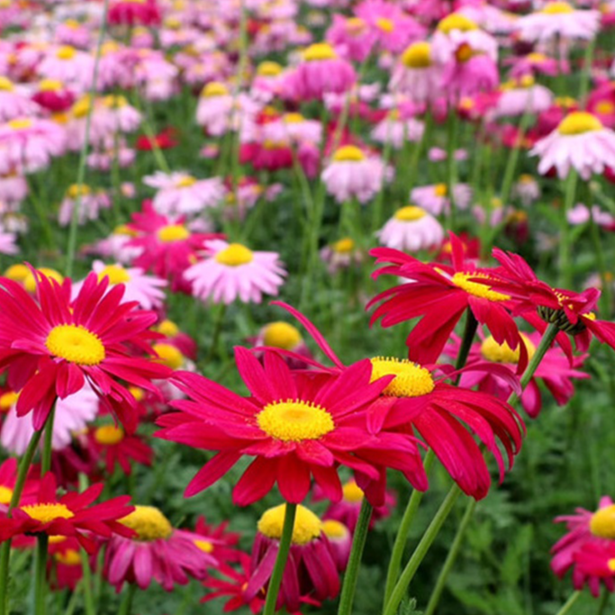 Daisy Garden Potted Plants