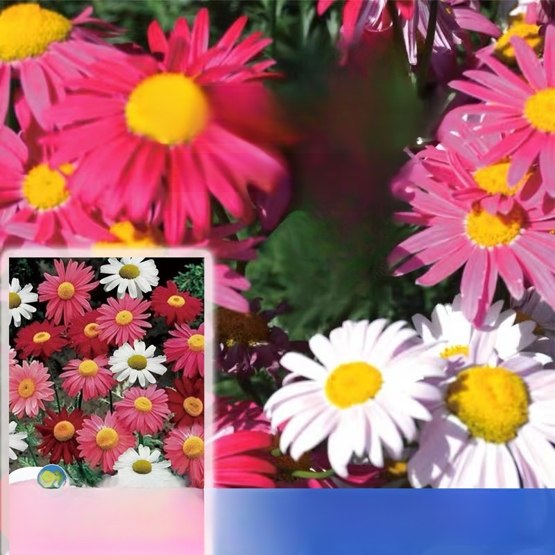 Daisy Garden Potted Plants