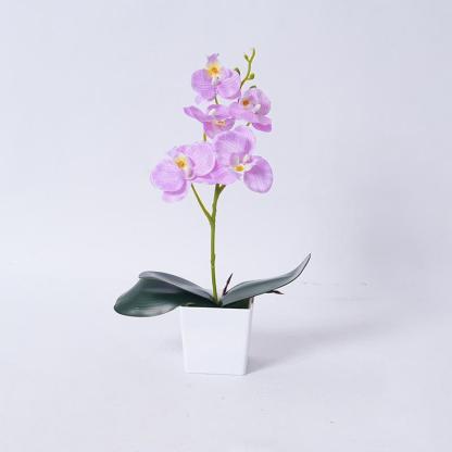 Phalaenopsis orchid potted plants