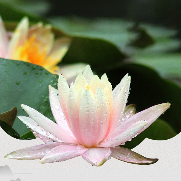 Water lily hydroponic potted plants