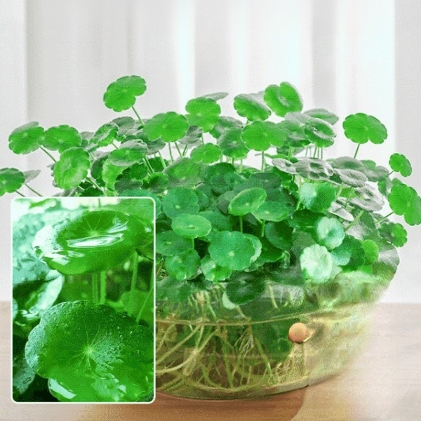 Office Hydroponic Moneywort Plant Pot