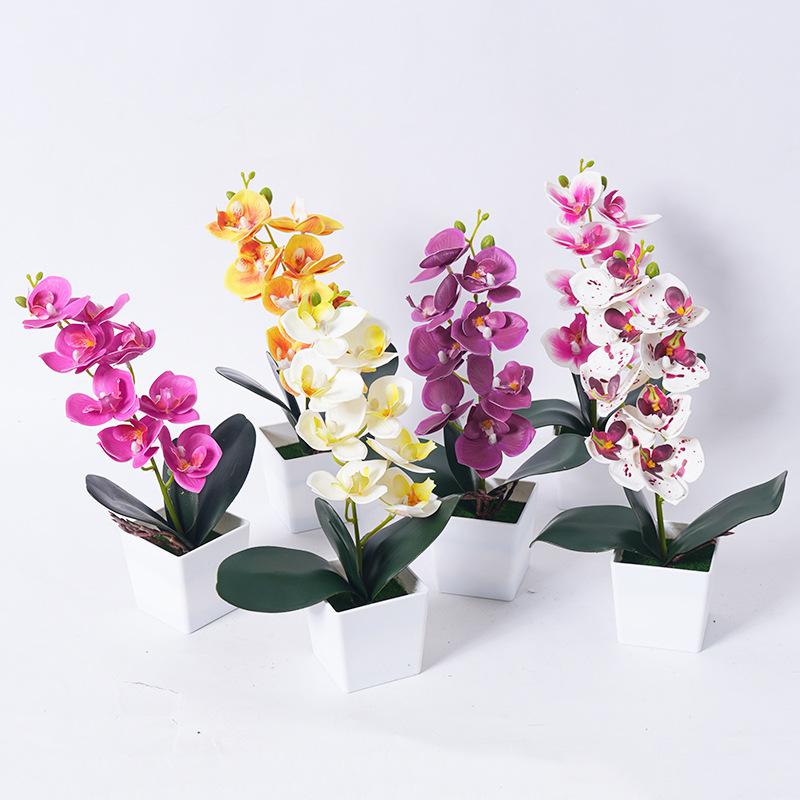 Phalaenopsis orchid potted plants