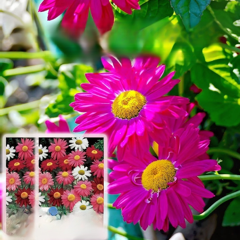 Daisy Garden Potted Plants