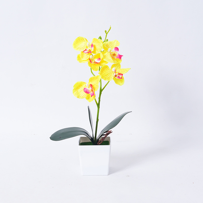 Phalaenopsis orchid potted plants