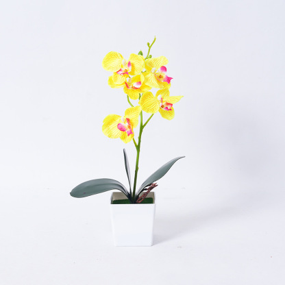 Phalaenopsis orchid potted plants