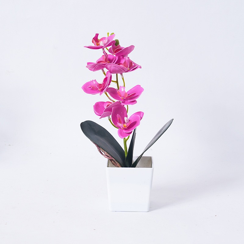 Phalaenopsis orchid potted plants