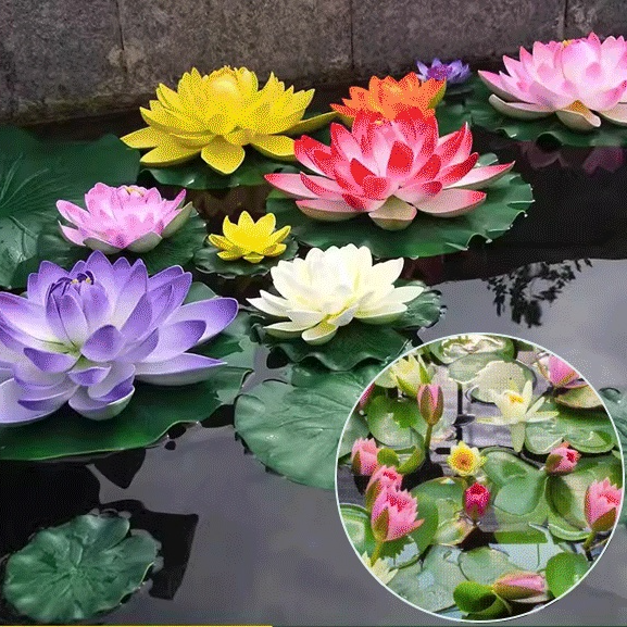 Water lily hydroponic potted plants