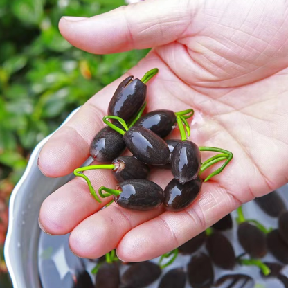 Indoor hydroponic potted lotus