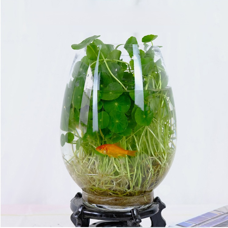 Office Hydroponic Moneywort Plant Pot