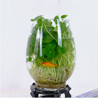 Office Hydroponic Moneywort Plant Pot