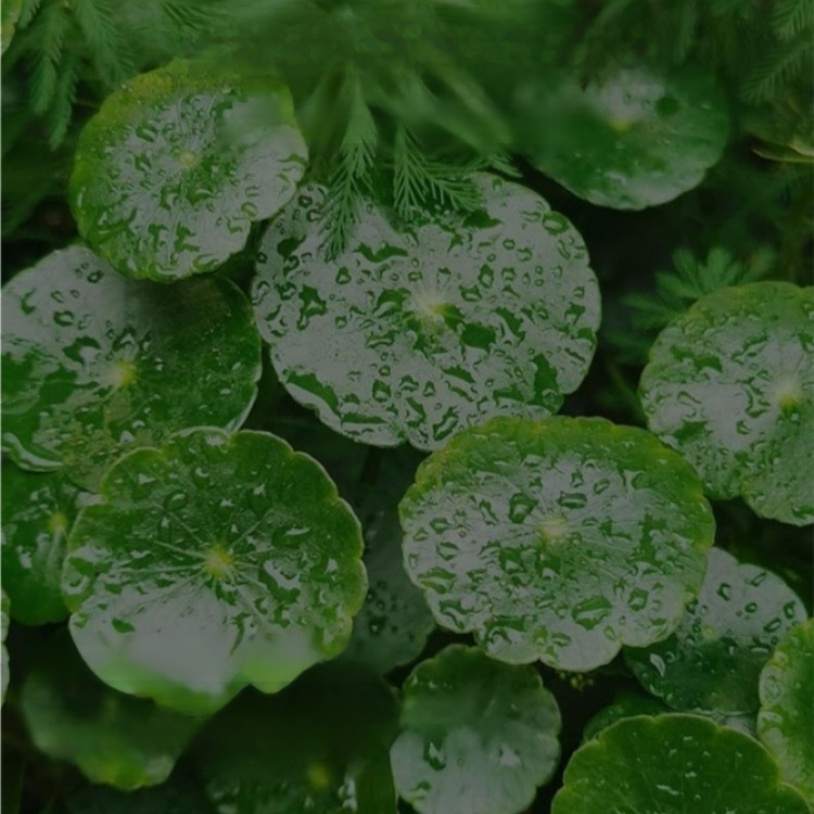 Office Hydroponic Moneywort Plant Pot