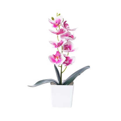 Phalaenopsis orchid potted plants