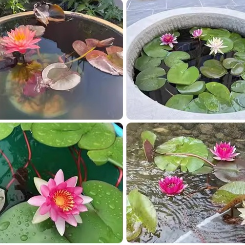 Water lily hydroponic potted plants