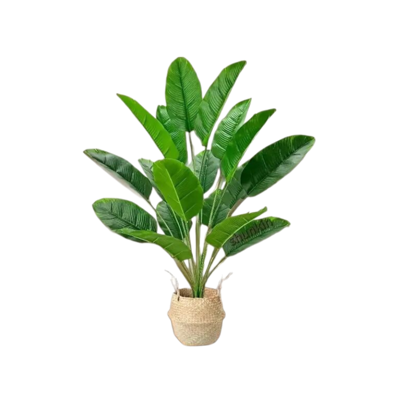 Traveler's palm green potted plant