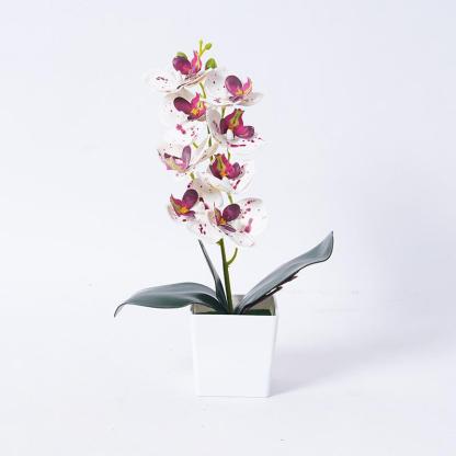 Phalaenopsis orchid potted plants