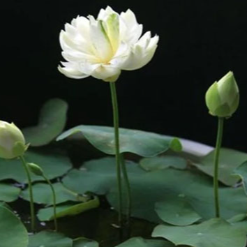 Indoor hydroponic potted lotus