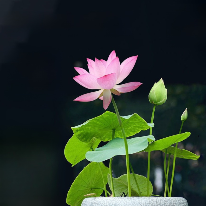 Indoor hydroponic potted lotus