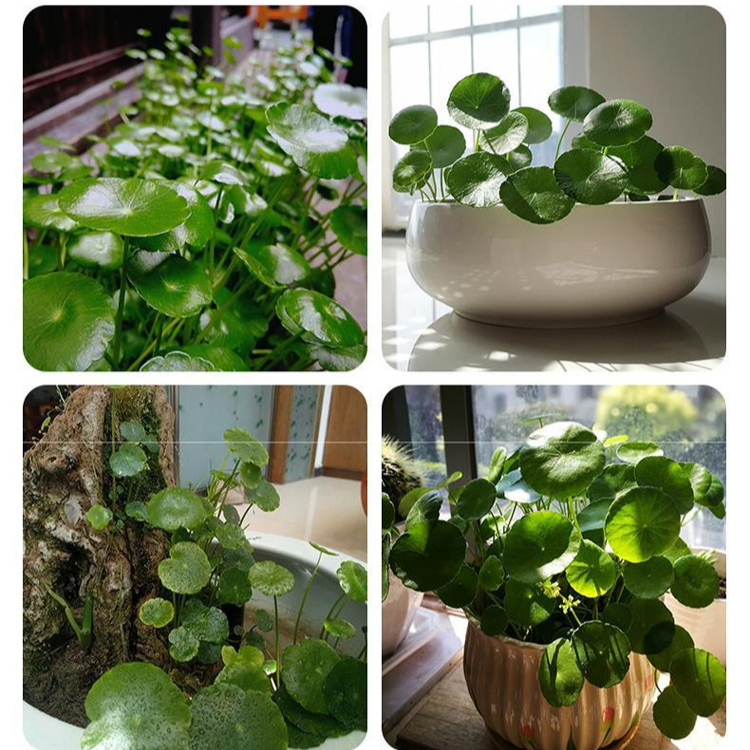 Office Hydroponic Moneywort Plant Pot