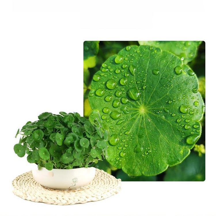 Office Hydroponic Moneywort Plant Pot