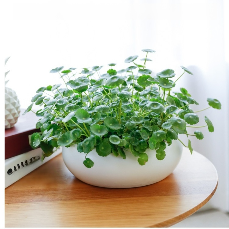 Office Hydroponic Moneywort Plant Pot