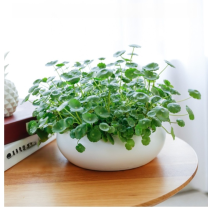 Office Hydroponic Moneywort Plant Pot