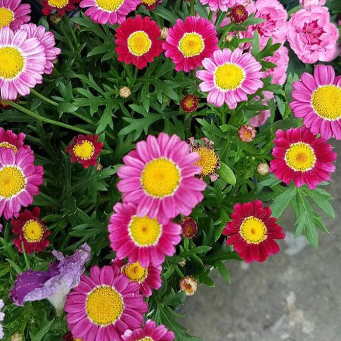 Daisy Garden Potted Plants