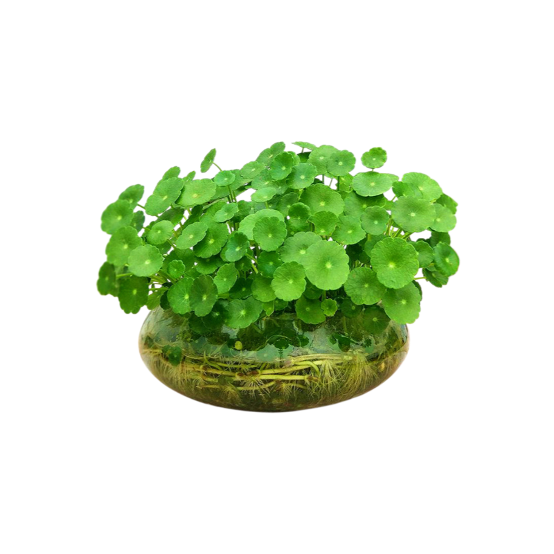 Office Hydroponic Moneywort Plant Pot