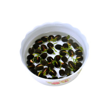 Indoor hydroponic potted lotus