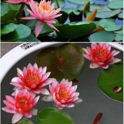 Water lily hydroponic potted plants