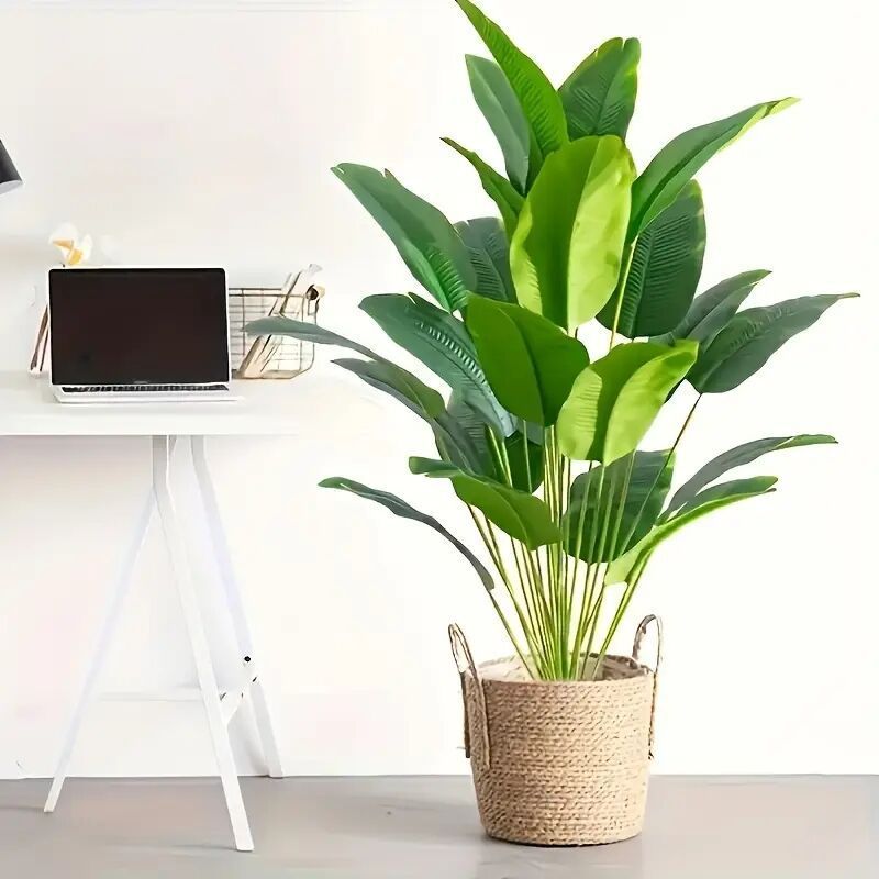 Traveler's palm green potted plant