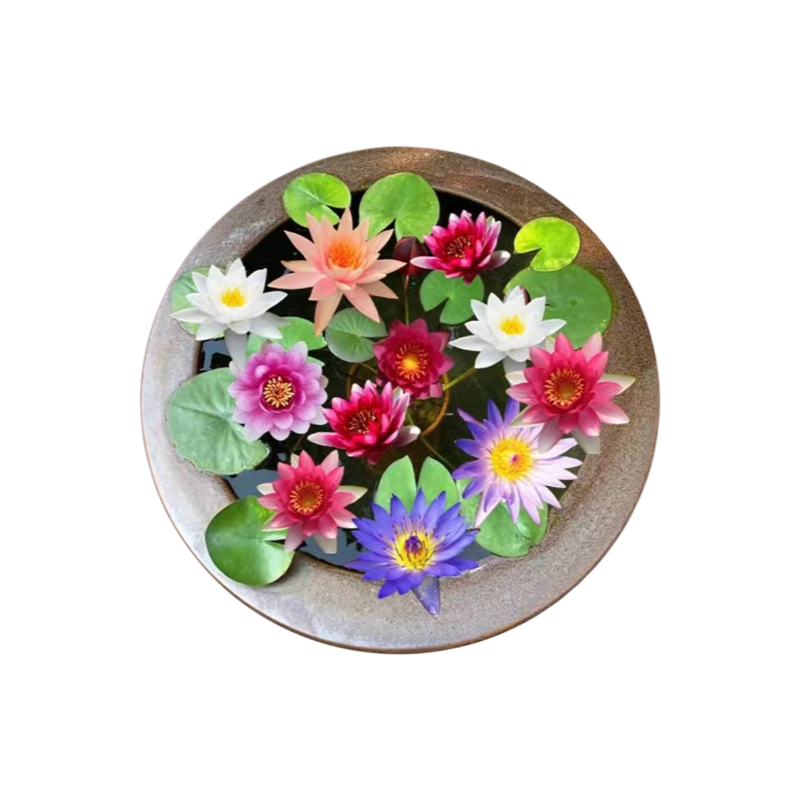 Water lily hydroponic potted plants