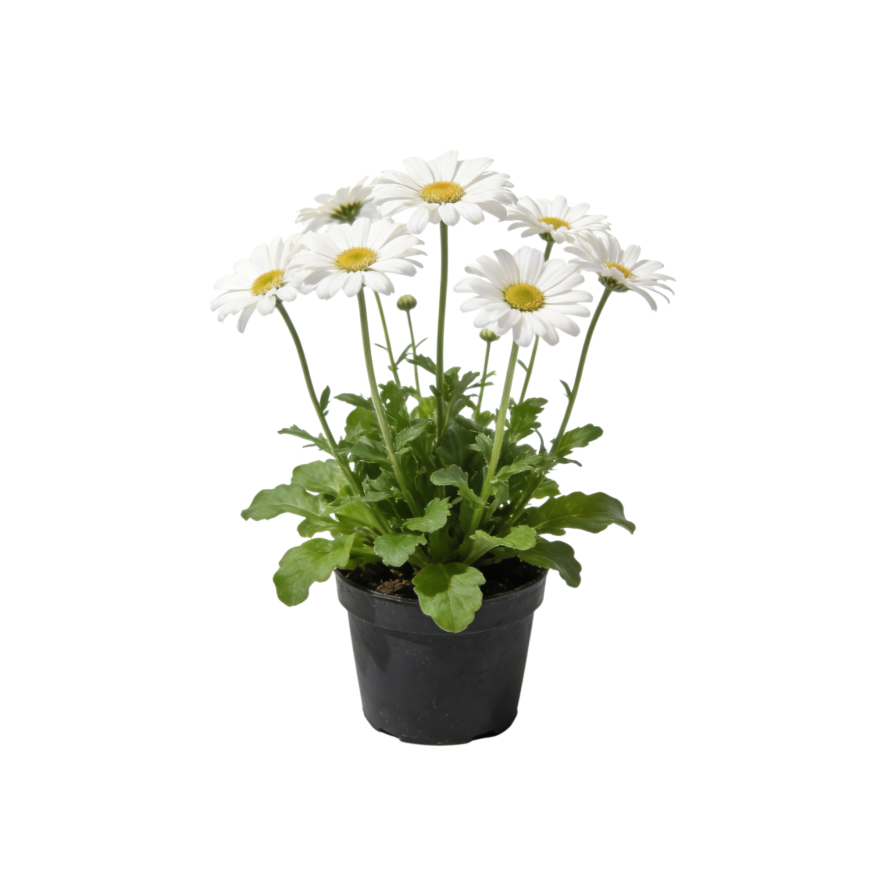 Daisy Garden Potted Plants