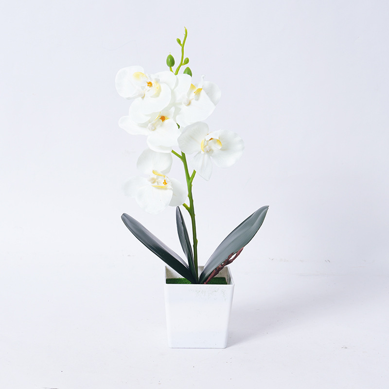 Phalaenopsis orchid potted plants