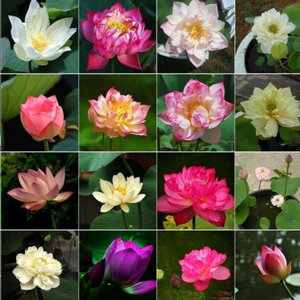 Indoor hydroponic potted lotus