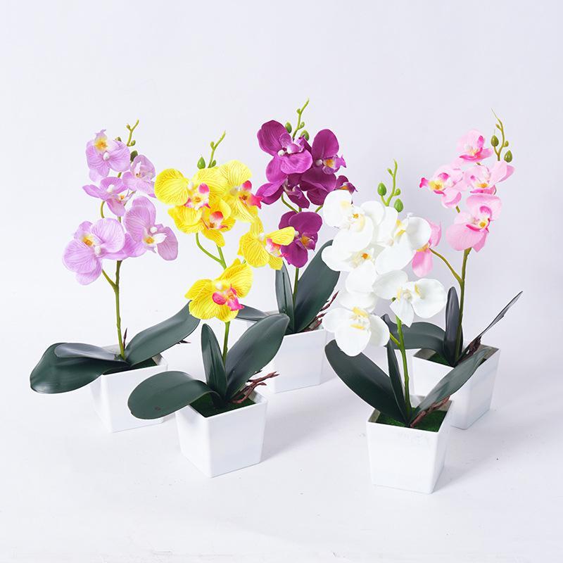 Phalaenopsis orchid potted plants