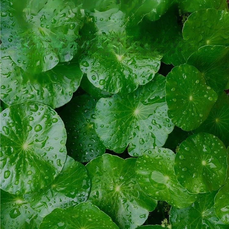 Office Hydroponic Moneywort Plant Pot