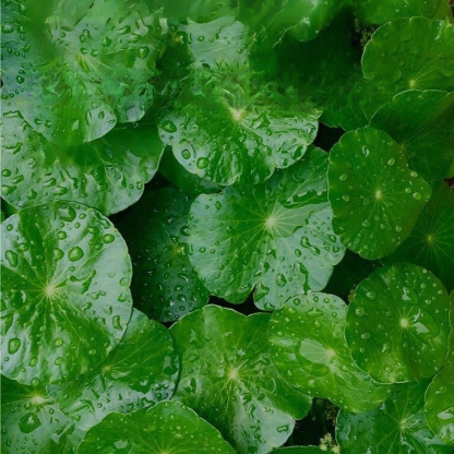 Office Hydroponic Moneywort Plant Pot