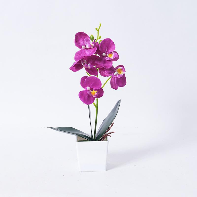 Phalaenopsis orchid potted plants