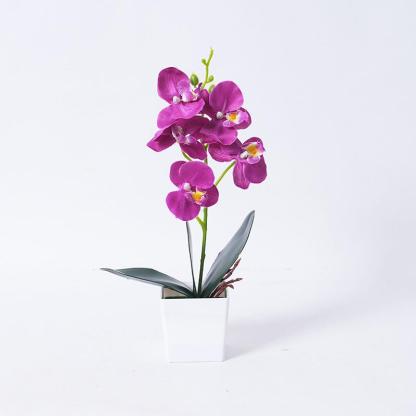 Phalaenopsis orchid potted plants