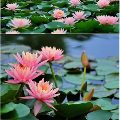 Water lily hydroponic potted plants