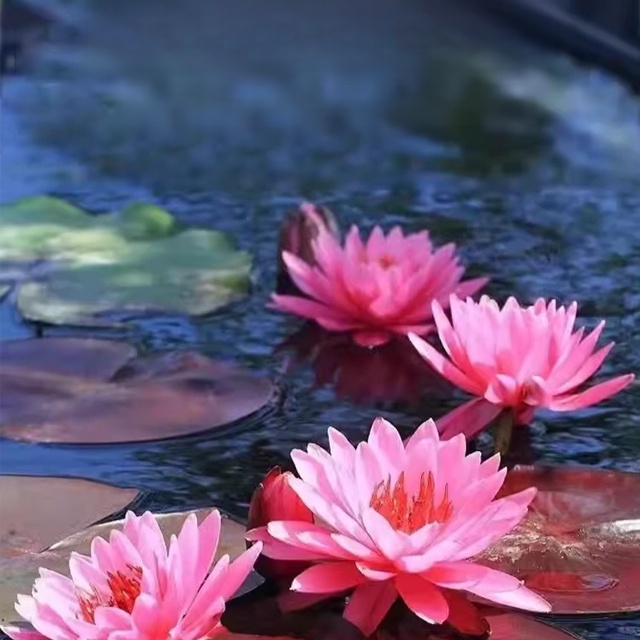 Water lily hydroponic potted plants