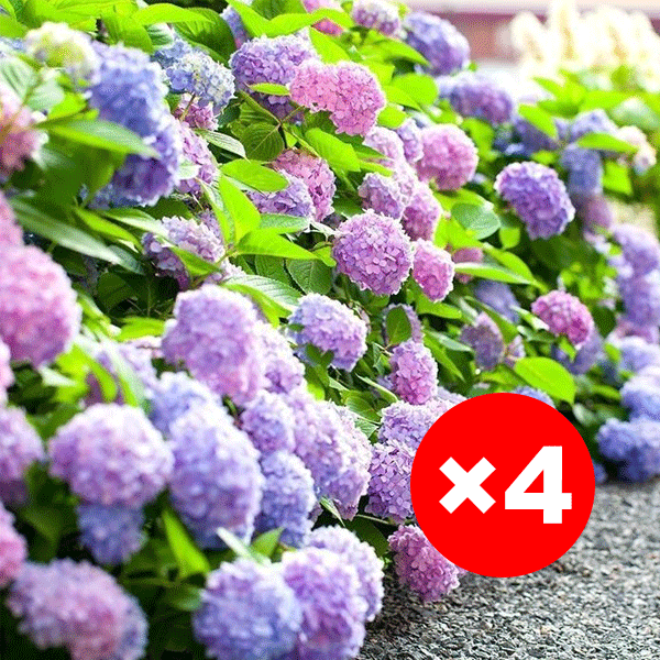 【Horticultural Society Certified】Hydrangeas that Bloom All Season Long! Premium Seed Collection.