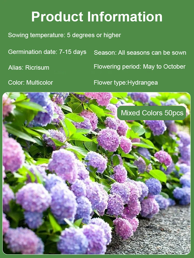 【Horticultural Society Certified】Hydrangeas that Bloom All Season Long! Premium Seed Collection.