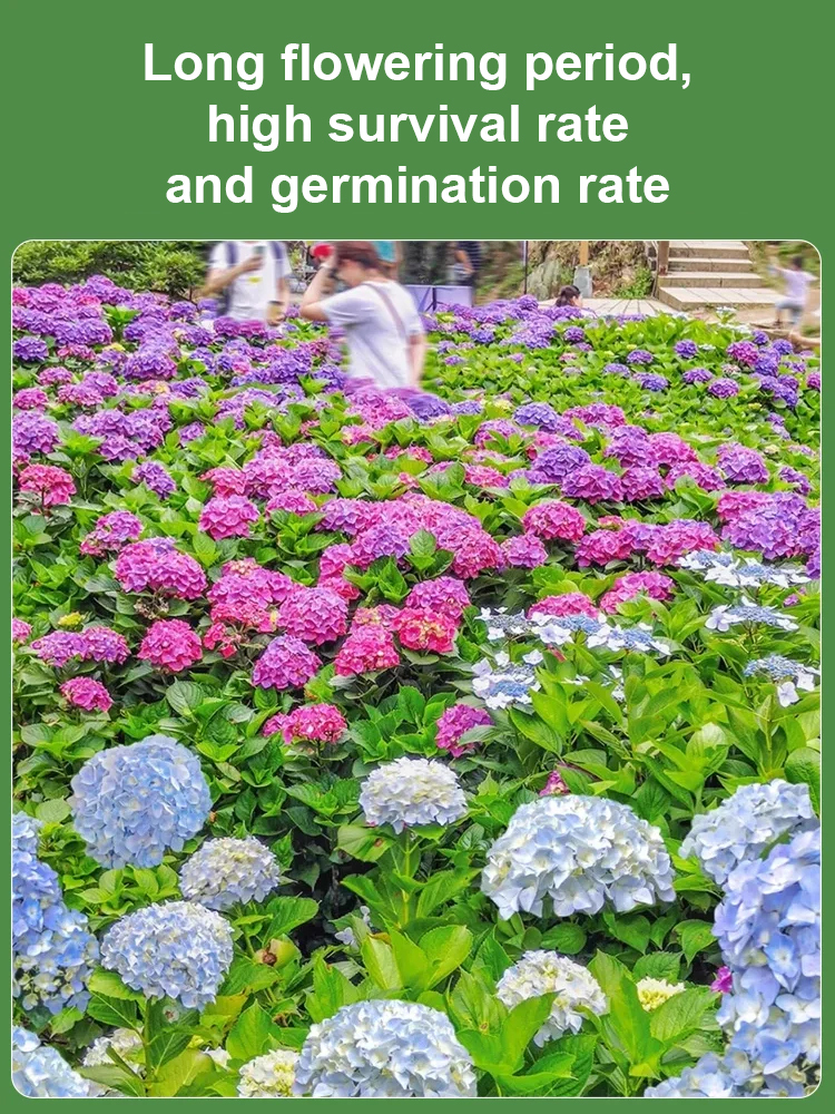 【Horticultural Society Certified】Hydrangeas that Bloom All Season Long! Premium Seed Collection.