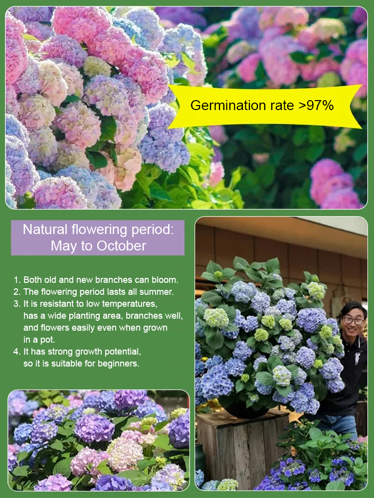 【Horticultural Society Certified】Hydrangeas that Bloom All Season Long! Premium Seed Collection.