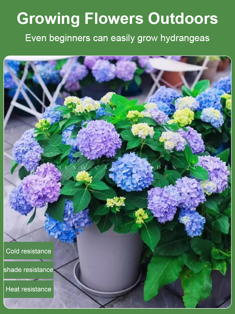 【Horticultural Society Certified】Hydrangeas that Bloom All Season Long! Premium Seed Collection.