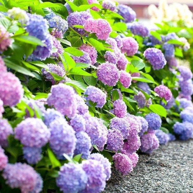 【Horticultural Society Certified】Hydrangeas that Bloom All Season Long! Premium Seed Collection.
