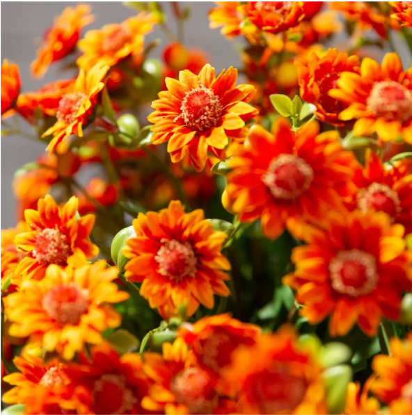 💥Hot Sale🌼Artificial Outdoor Sunset Mums Flowers - UV resistant, Waterproof, Windproof