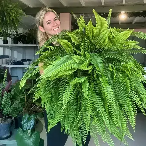 🔥Last Day 60% OFF🔥Oversized Pre-Lit Artificial Boston Ferns --No watering, No fading- Without LED Lights