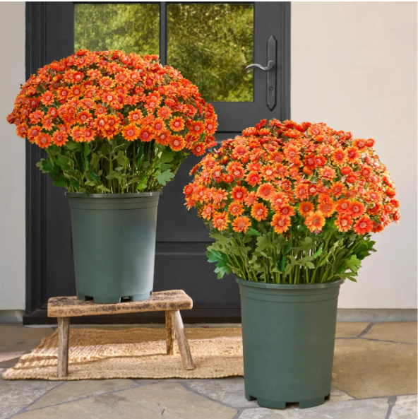 💥Hot Sale🌼Artificial Outdoor Sunset Mums Flowers - UV resistant, Waterproof, Windproof